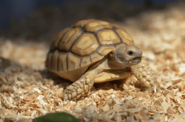 What Does Tortoise Poop Look Like? Texture, Color, Size, and Shape