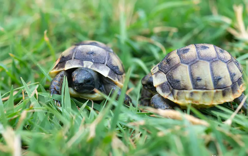 What to Consider When Buying Tortoise Online and Offline