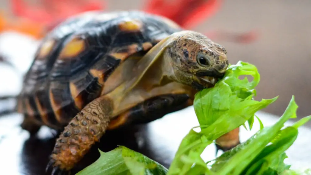 Where to Buy Tortoise Online and Offline? Cost of Buying!