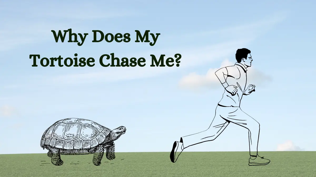 Why Does My Tortoise Chase Me
