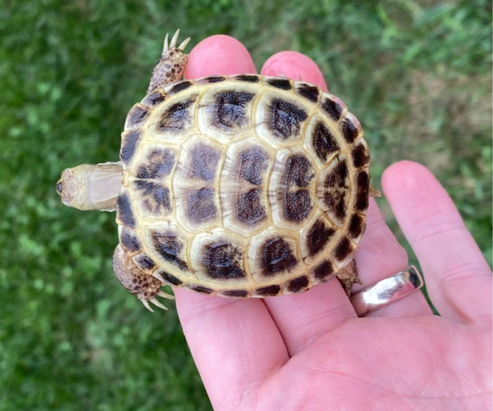 Are There Any Benefits of Holding a Russian Tortoise When Necessary