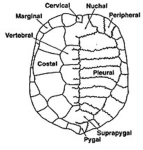 Tortoise Scutes 101: All Your Questions Answered