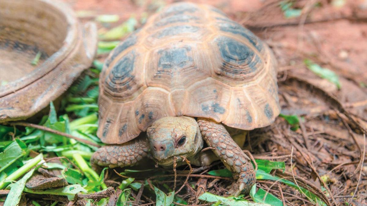 Do Russian Tortoises Like To Be Held