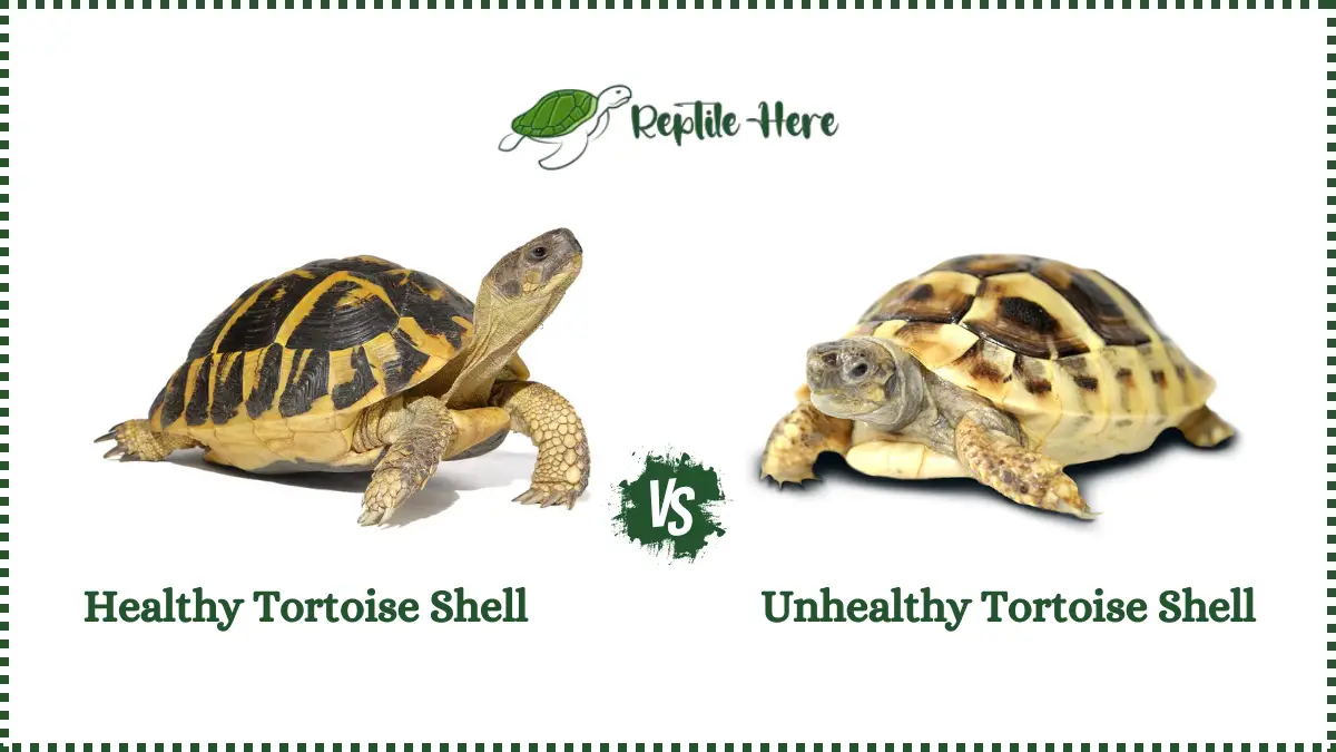 Healthy Tortoise Shell vs Unhealthy Shell