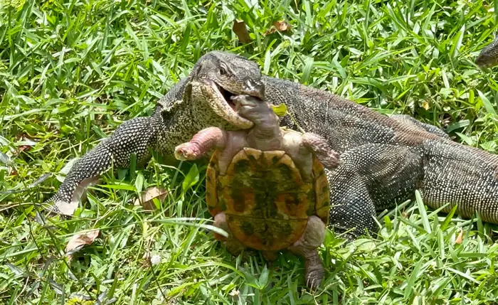 Monitor Lizards