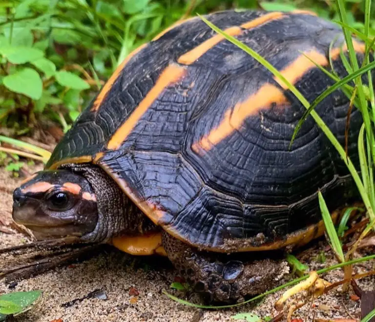 Types of Indian Tortoise; Their Physical Description, Habitat, and Lifespan