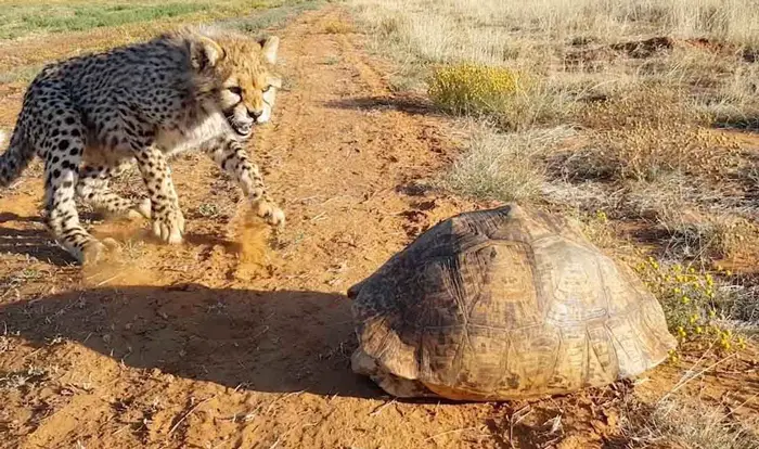 Predators of Desert Tortoises