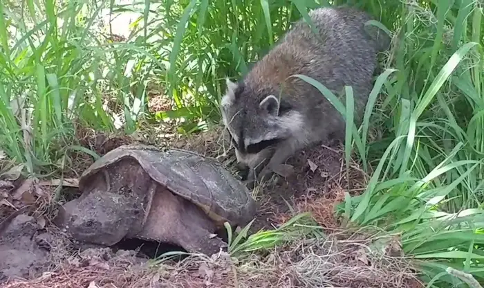 Predators of Land Tortoises