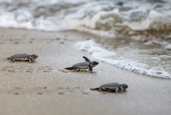 Predators of Sea Turtles