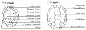 Tortoise Scutes 101: All Your Questions Answered