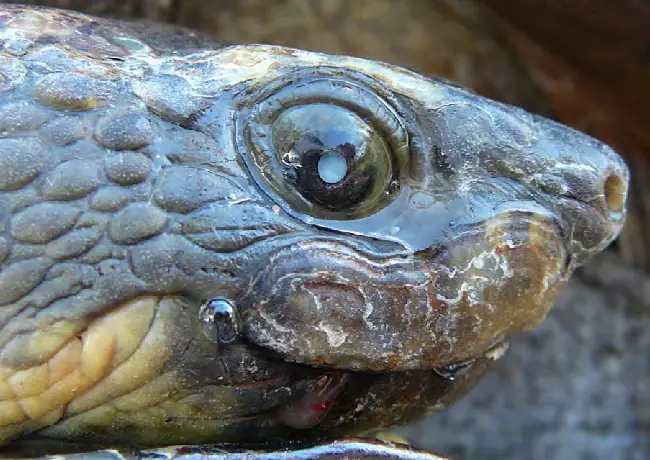 Tortoise Eye Cataracts