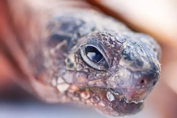 Tortoise Eye Hypovitaminosis A