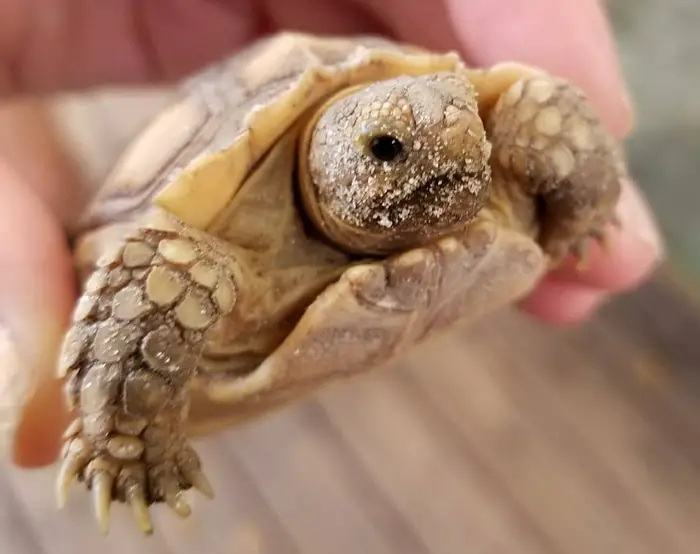 Tortoise Mouth Rot