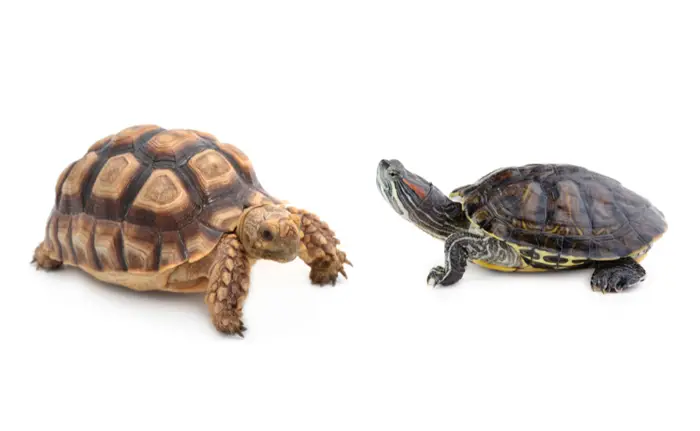 Tortoises And Turtles
