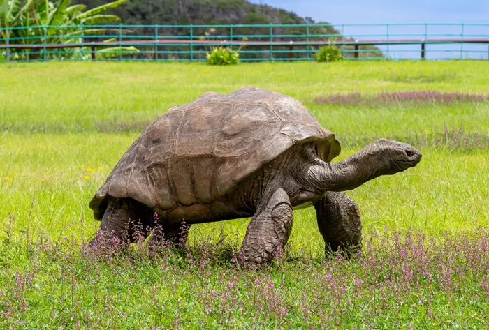 Tortoises Are Older Than Your Grandpa