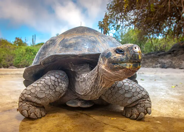Tortoises Are Slow But Smart