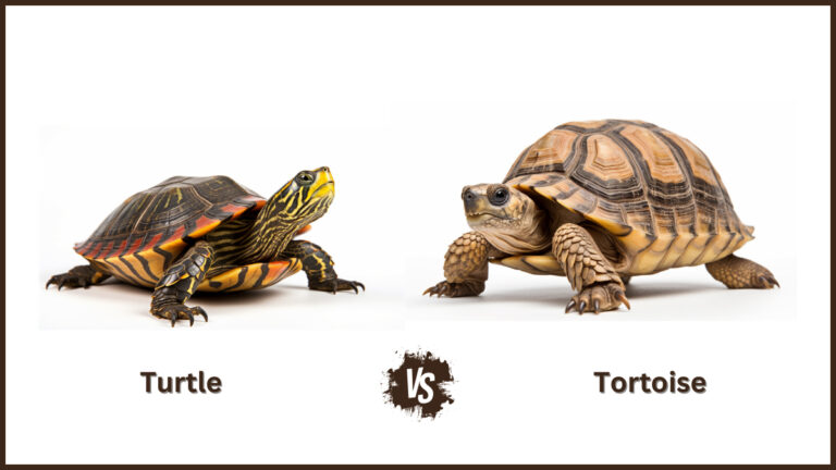 Turtle vs Tortoise As a Pet: Which One To Choose and Why?