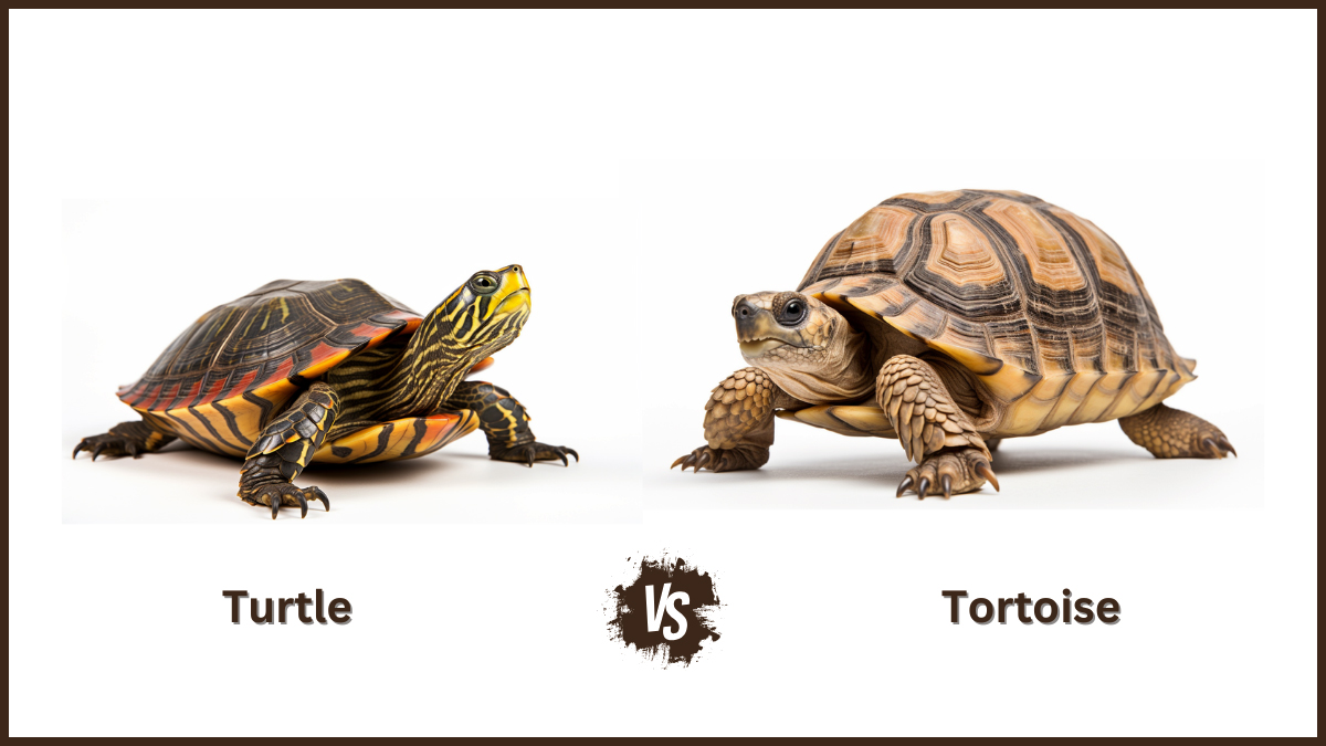 Turtle vs Tortoise As a Pet