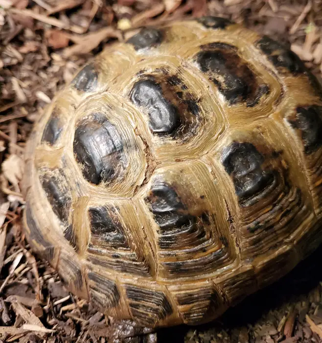 What Is Tortoise Shell Rot