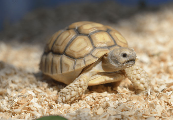 When to Avoid Holding or Touching a Russian Tortoise