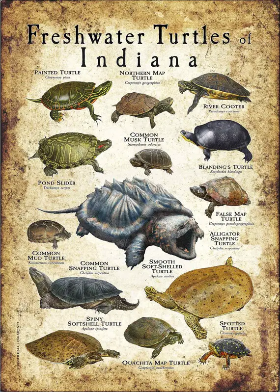 24 Turtle Species in India: A Comprehensive Guide