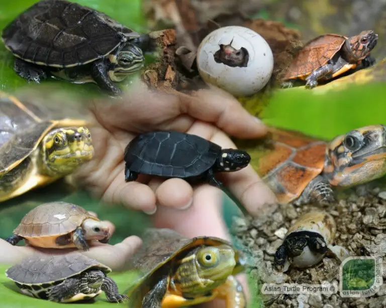 25 Turtle Species in Vietnam: A Comprehensive Guide