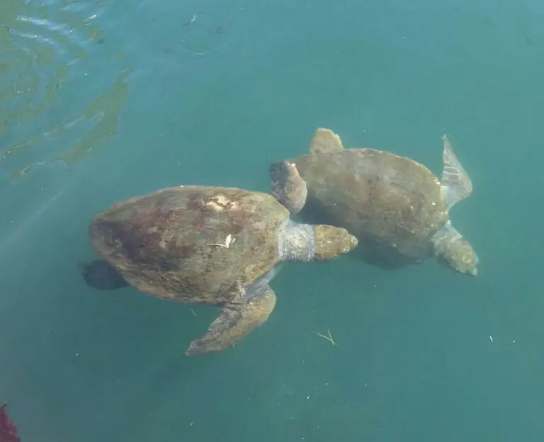 3 Turtle Species in Kefalonia: A Conservation Story