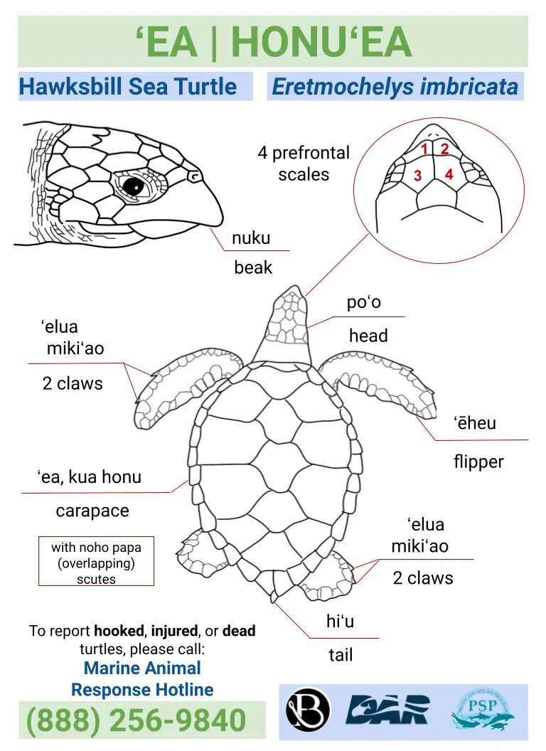 5 Fascinating Sea Turtle Species in Kauai