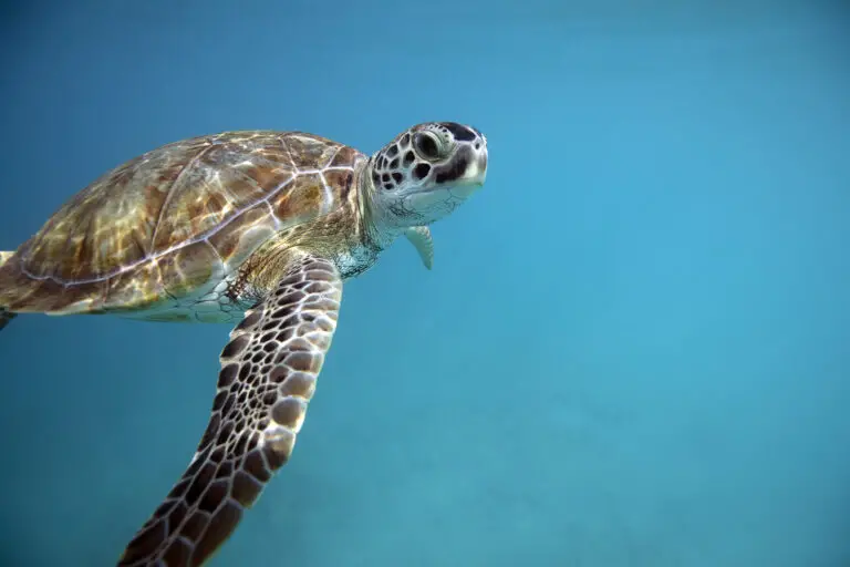 5 Fascinating Sea Turtles of Barbados