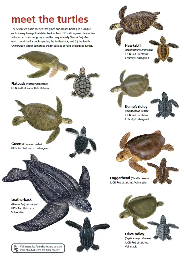 5 Turtle Species in UK Waters: A Comprehensive Guide