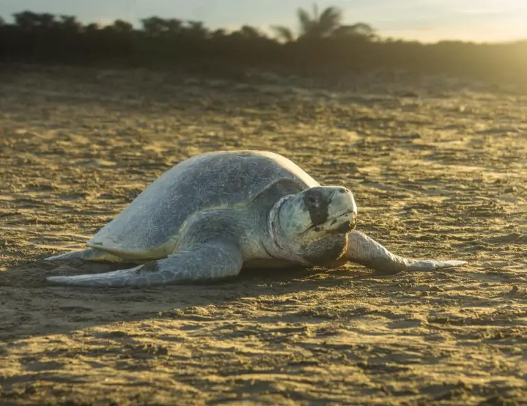 7 Fascinating Turtle Species in Costa Rica's Rich Ecosystems