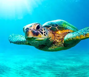 7 Fascinating Turtle Species in the Bahamas