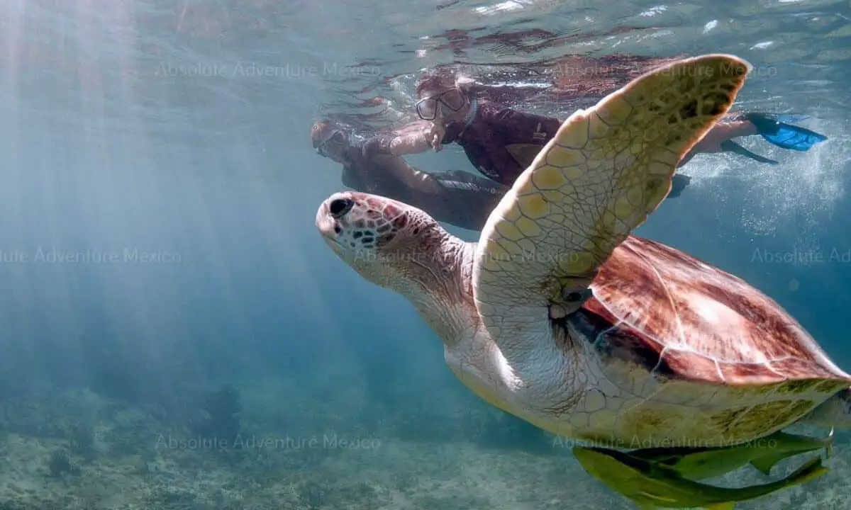 7 Remarkable Turtle Species in Mexico's Diverse Ecosystems