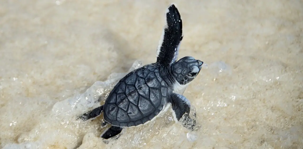 7 Remarkable Turtles of Bundaberg: A Conservation Journey