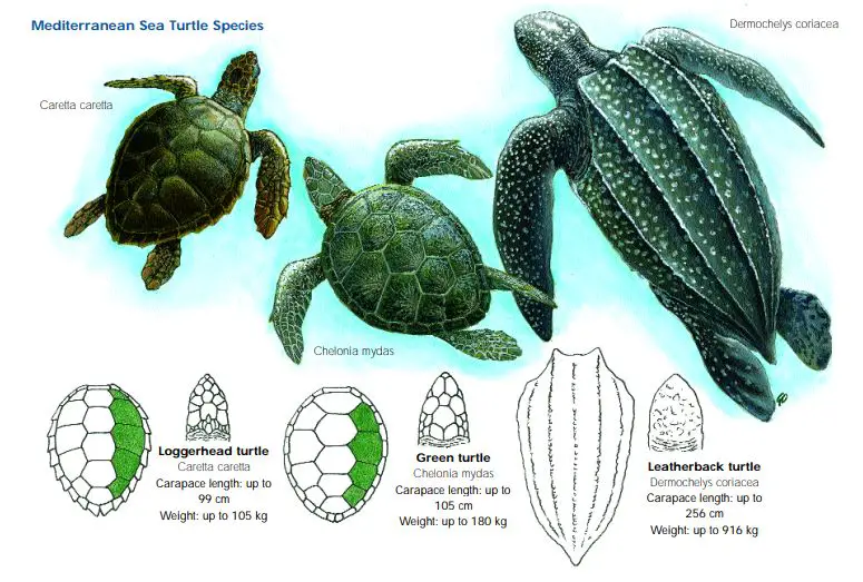 7 Turtle Species in Greece: A Comprehensive Guide