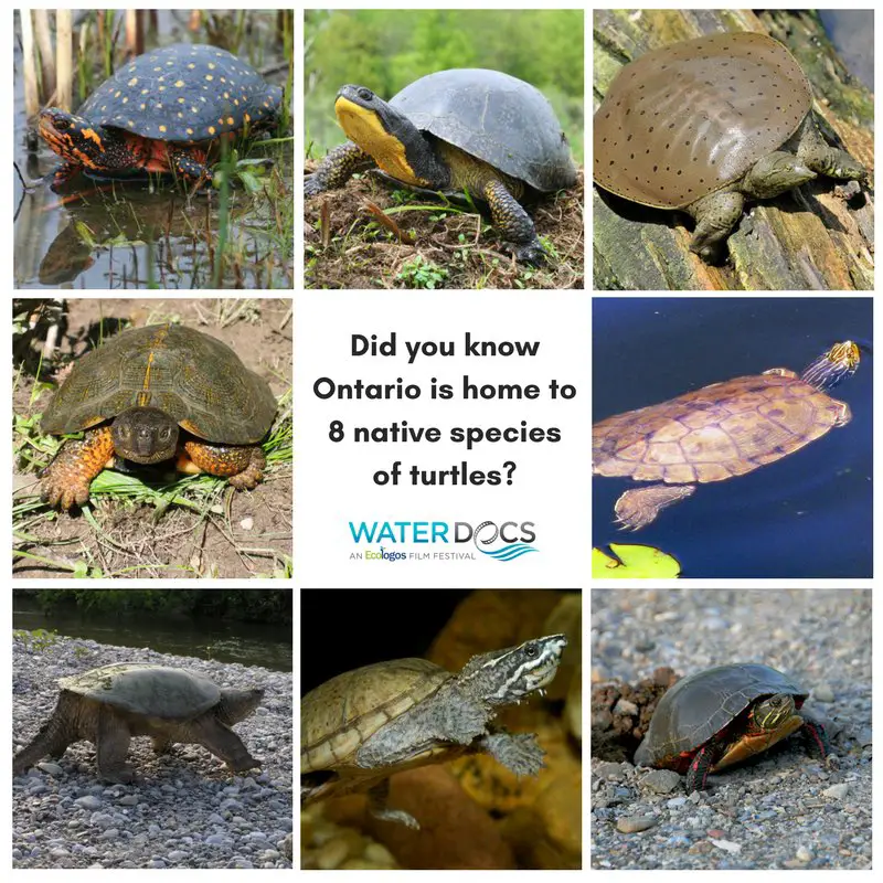 8 Fascinating Turtle Species in Canada